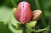 Filename=108_fotowilga.JPG
Filesize=106KB
Dimensions=720x480
Date added=Mar 22, 2012 108_fotowilga.JPG