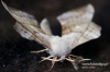 Filename=114_fotowilga~6.JPG
Filesize=293KB
Dimensions=720x480
Date added=Aug 17, 2011 114_fotowilga~6.JPG