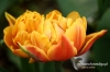 Filename=116_fotowilga.JPG
Filesize=108KB
Dimensions=720x480
Date added=Mar 21, 2012 116_fotowilga.JPG