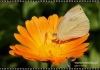 1174_fotowilga.jpg