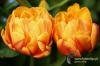 Filename=117_fotowilga.JPG
Filesize=109KB
Dimensions=720x480
Date added=Mar 22, 2012 117_fotowilga.JPG
