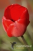 Filename=117_fotowilga~3.JPG
Filesize=68KB
Dimensions=360x540
Date added=May 15, 2012 117_fotowilga~3.JPG