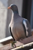 Filename=119_fotowilga~2.JPG
Filesize=63KB
Dimensions=360x540
Date added=May 06, 2012 119_fotowilga~2.JPG