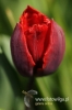 Filename=122_fotowilga~1.JPG
Filesize=77KB
Dimensions=360x540
Date added=May 06, 2012 122_fotowilga~1.JPG