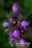 1238_fotowilga.JPG
