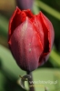 Filename=123_fotowilga~0.JPG
Filesize=79KB
Dimensions=360x540
Date added=May 06, 2012 123_fotowilga~0.JPG