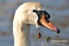 Filename=125_fotowilga~0.JPG
Filesize=97KB
Dimensions=720x480
Date added=Apr 09, 2012 125_fotowilga~0.JPG