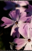 125_fotowilga~12.JPG