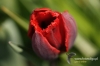Filename=126_fotowilga~1.JPG
Filesize=93KB
Dimensions=720x480
Date added=May 06, 2012 126_fotowilga~1.JPG