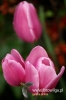 Filename=127_fotowilga.JPG
Filesize=77KB
Dimensions=360x540
Date added=Mar 22, 2012 127_fotowilga.JPG