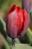Filename=127_fotowilga~0.JPG
Filesize=83KB
Dimensions=360x540
Date added=May 06, 2012 127_fotowilga~0.JPG