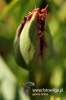 Filename=134_fotowilga~0.JPG
Filesize=81KB
Dimensions=360x540
Date added=May 12, 2012 134_fotowilga~0.JPG