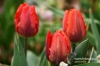 Filename=139_fotowilga.JPG
Filesize=105KB
Dimensions=720x480
Date added=Mar 22, 2012 139_fotowilga.JPG
