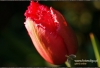 Filename=139_fotowilga~3.JPG
Filesize=98KB
Dimensions=720x494
Date added=Feb 09, 2012 139_fotowilga~3.JPG