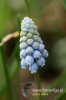 Filename=141_fotowilga~4.JPG
Filesize=73KB
Dimensions=360x540
Date added=Jun 23, 2011 141_fotowilga~4.JPG