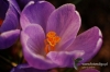 Filename=147_fotowilga~2.JPG
Filesize=100KB
Dimensions=720x480
Date added=Apr 07, 2011 147_fotowilga~2.JPG