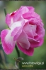 Filename=154_fotografia~11.JPG
Filesize=182KB
Dimensions=352x540
Date added=Nov 06, 2011 154_fotografia~11.JPG
