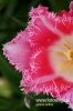 Filename=154_fotowilga.JPG
Filesize=94KB
Dimensions=360x540
Date added=Mar 22, 2012 154_fotowilga.JPG