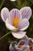 158_fotowilga~3.JPG