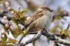 Filename=162_fotowilga~0.JPG
Filesize=121KB
Dimensions=720x480
Date added=May 02, 2012 162_fotowilga~0.JPG
