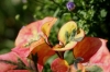 169-crop_[wilga]~7.JPG