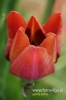 171_fotowilga.JPG