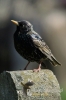 Filename=172_fotowilga~0.JPG
Filesize=72KB
Dimensions=360x540
Date added=May 02, 2012 172_fotowilga~0.JPG