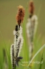 Filename=176_fotowilga~1.JPG
Filesize=76KB
Dimensions=360x540
Date added=May 13, 2012 176_fotowilga~1.JPG