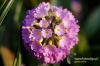 Filename=178_fotowilga~5.JPG
Filesize=290KB
Dimensions=720x480
Date added=Sep 12, 2011 178_fotowilga~5.JPG