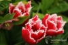 Filename=185_fotowilga.JPG
Filesize=110KB
Dimensions=720x480
Date added=Mar 23, 2012 185_fotowilga.JPG
