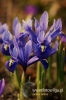 Filename=188_fotowilga~1.JPG
Filesize=86KB
Dimensions=360x540
Date added=Apr 13, 2011 188_fotowilga~1.JPG