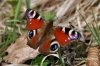 Filename=194_fotowilga~0.JPG
Filesize=125KB
Dimensions=720x480
Date added=Apr 21, 2012 194_fotowilga~0.JPG
