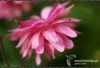 Filename=2019_fotowilga.JPG
Filesize=100KB
Dimensions=720x493
Date added=Jan 22, 2012 2019_fotowilga.JPG