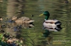 204_fotowilga~1.JPG