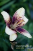 208-crop_[wilga]~6.JPG