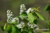 Filename=212_fotowilga~1.JPG
Filesize=104KB
Dimensions=720x480
Date added=Jun 17, 2012 212_fotowilga~1.JPG