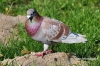 Filename=213_fotowilga~0.JPG
Filesize=174KB
Dimensions=720x480
Date added=May 09, 2012 213_fotowilga~0.JPG