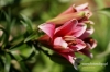 214-crop_[wilga]~4.JPG