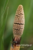 Filename=214_fotowilga~0.JPG
Filesize=79KB
Dimensions=360x540
Date added=May 15, 2012 214_fotowilga~0.JPG