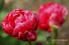 Filename=217_fotowilga.JPG
Filesize=104KB
Dimensions=720x480
Date added=Apr 11, 2012 217_fotowilga.JPG