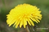Filename=221_fotowilga~2.JPG
Filesize=95KB
Dimensions=720x480
Date added=May 29, 2012 221_fotowilga~2.JPG