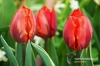 Filename=225_fotowilga.JPG
Filesize=118KB
Dimensions=720x480
Date added=Mar 25, 2012 225_fotowilga.JPG