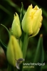 Filename=228_fotowilga.JPG
Filesize=79KB
Dimensions=360x540
Date added=Mar 25, 2012 228_fotowilga.JPG