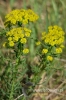 230_fotowilga~2.JPG