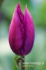 Filename=237_fotowilga~0.JPG
Filesize=73KB
Dimensions=360x540
Date added=May 31, 2012 237_fotowilga~0.JPG