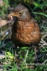 Filename=241_fotowilga~0.JPG
Filesize=93KB
Dimensions=360x540
Date added=May 03, 2012 241_fotowilga~0.JPG