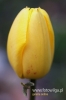 Filename=243_fotowilga~2.JPG
Filesize=67KB
Dimensions=360x540
Date added=May 14, 2012 243_fotowilga~2.JPG