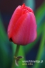 Filename=247_fotowilga.JPG
Filesize=74KB
Dimensions=360x540
Date added=May 15, 2012 247_fotowilga.JPG