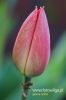 Filename=248_fotowilga~0.JPG
Filesize=80KB
Dimensions=360x540
Date added=May 15, 2012 248_fotowilga~0.JPG