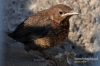 Filename=251_fotowilga~0.JPG
Filesize=107KB
Dimensions=720x480
Date added=May 03, 2012 251_fotowilga~0.JPG